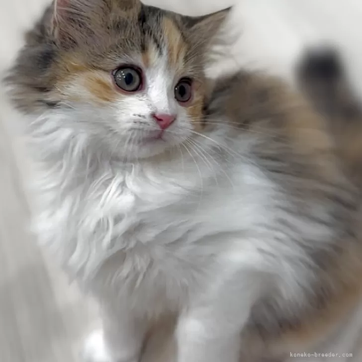 S.S 様のお迎えした子猫