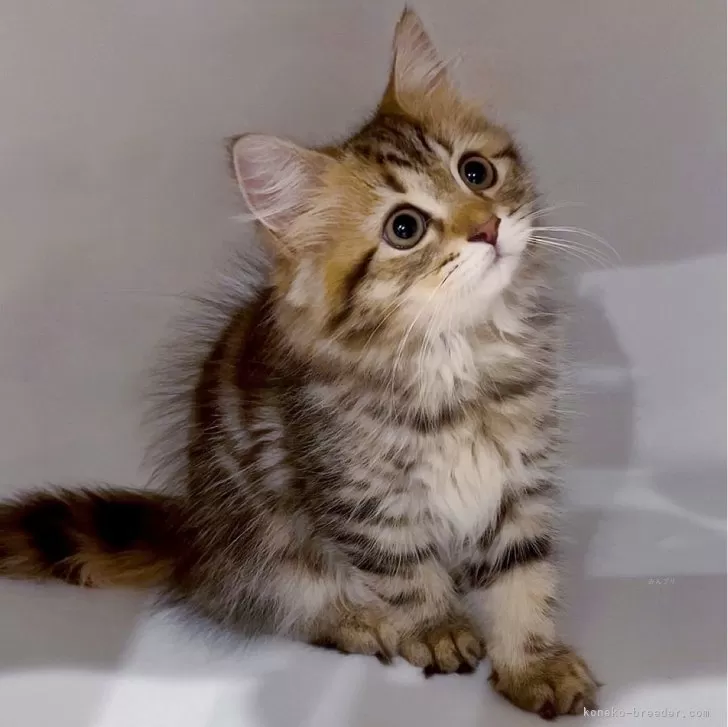 K.N 様のお迎えした子猫