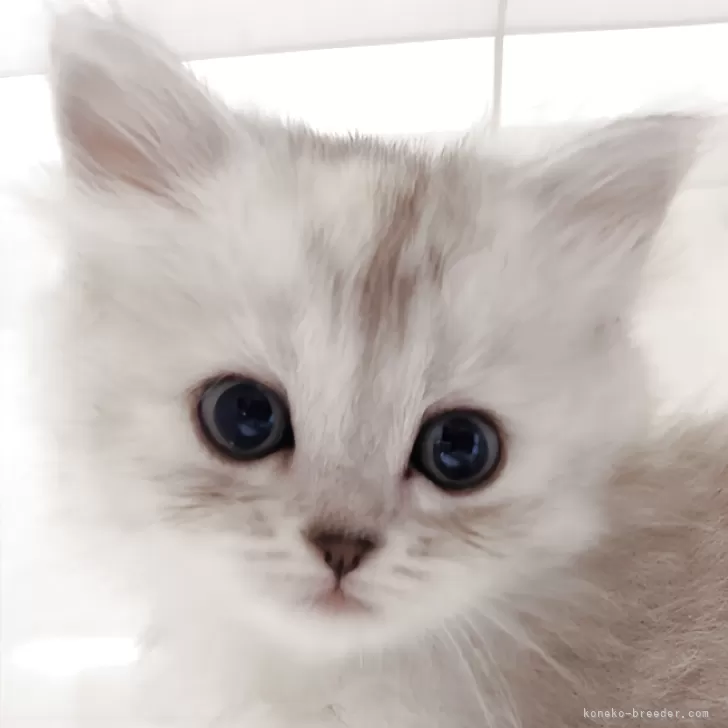 ID：2601-01441の子猫