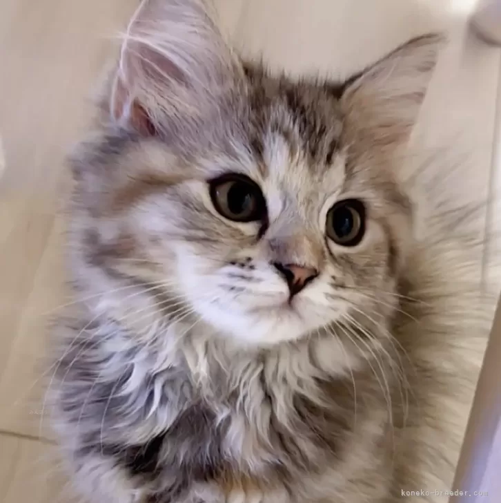 ID：2508-02185の子猫