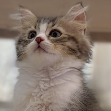 ミヌエット(長足)【福岡県・男の子・2025年6月9日・ブラウンタビーホワイト（ロング(セミロング)）】の写真「大きなおめめがチャームポイントの控えめなボクです☆」