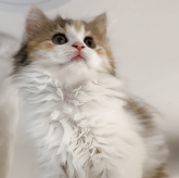 ミヌエット
