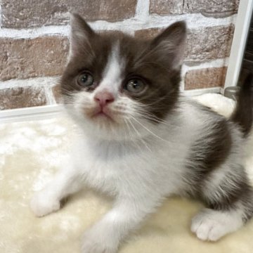 ブリティッシュショートヘア【山形県・男の子・2025年4月7日・チョコレート&ホワイト】の写真「レアカラーのチョコレート＆ホワイト」