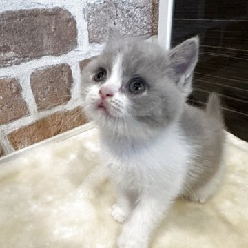 ブリティッシュショートヘア【山形県・女の子・2025年4月7日・ライラック&ホワイト】の写真「レアカラーのライラック＆ホワイト」