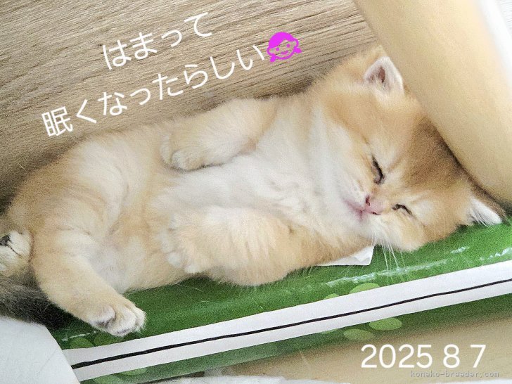小松成治ブリーダーのブログ：ゴールデン生まれました✨