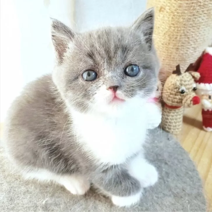 ID:2411-02927の子猫