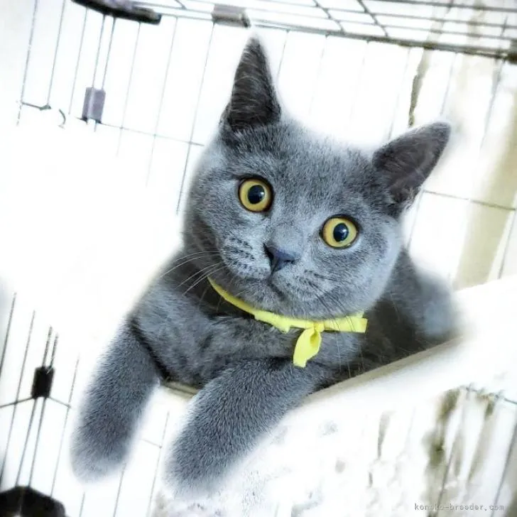 ID:2206-00445の子猫