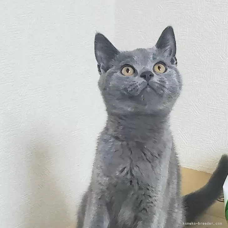 ノンノ 様のお迎えした子猫