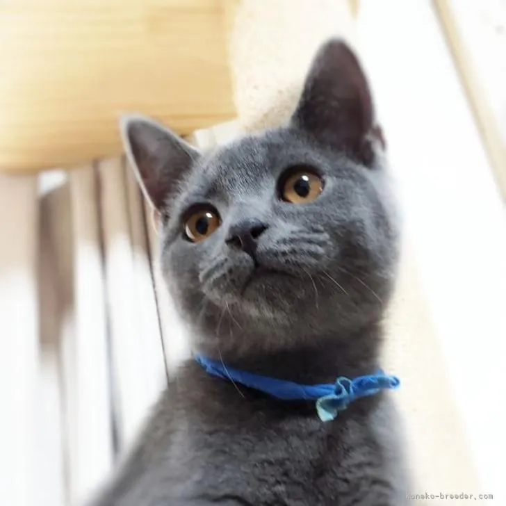 ID:2206-00444の子猫