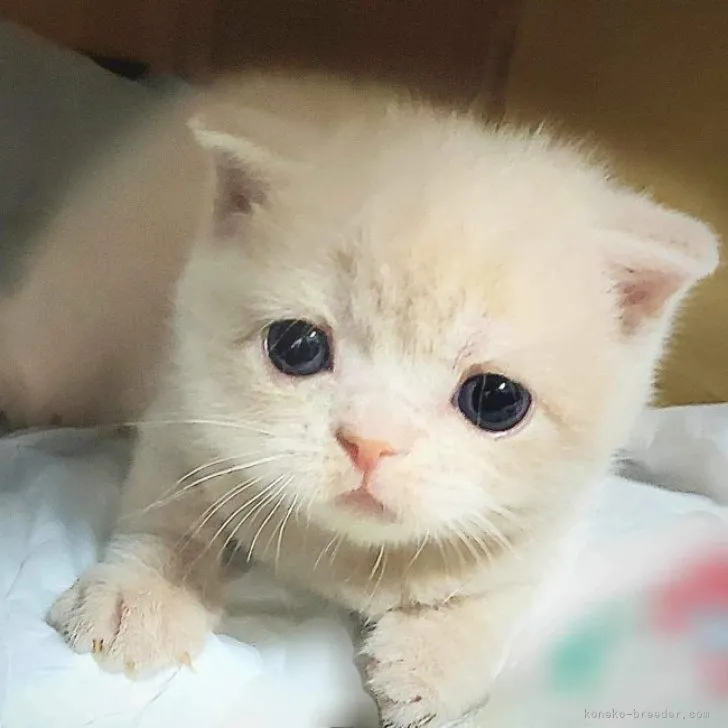 みかん 様のお迎えした子猫