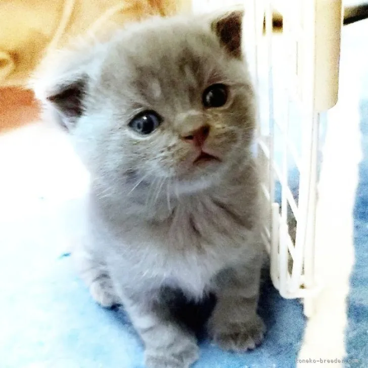 ID:2304-02596の子猫