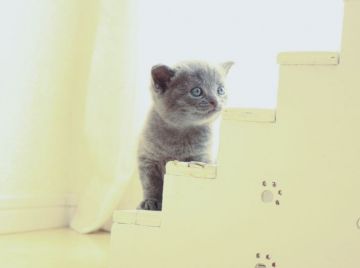 ブリティッシュショートヘア【千葉県・男の子・2021年9月3日・ブルー】の写真「お目目クリクリで可愛い男の子」