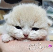 ブリティッシュショートヘア【・女の子・2024年4月29日・クリームタビー】「目が開いた頃」