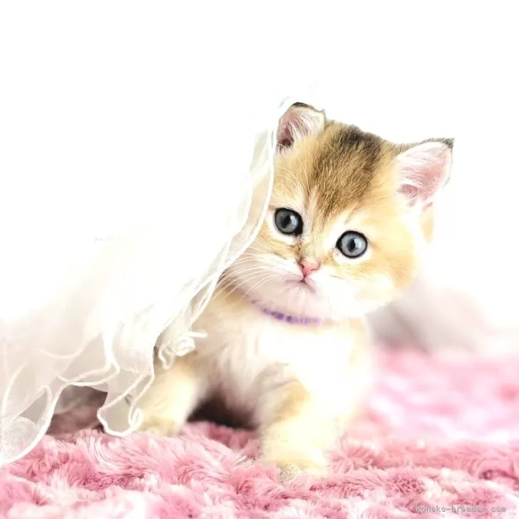 ID：2604-02993の子猫