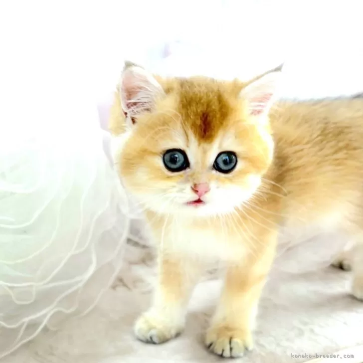 ID：2508-03397の子猫