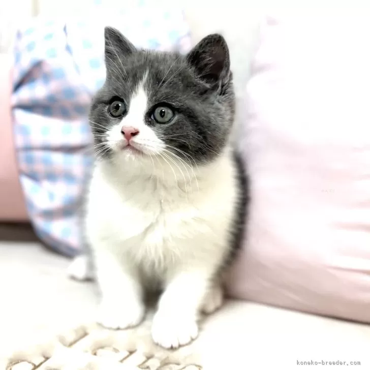 ID:2506-01563の子猫