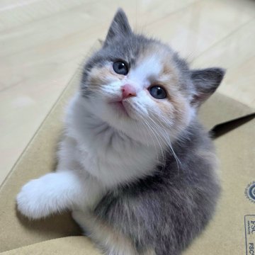 ブリティッシュショートヘア【千葉県・女の子・2025年8月21日・キャリコ（短毛）】の写真「綺麗なはちわれ🐱パステルカラーで優しい雰囲気✨」