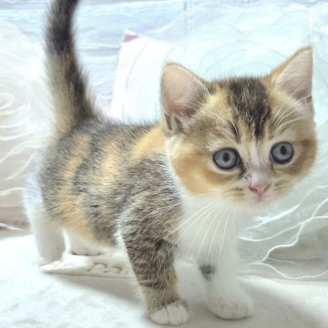 ブリティッシュショートヘア【千葉県・女の子・2025年9月4日・キャリコ（短毛）】の写真「~受付停止中~レアカラー幸せを導いてくれる三毛✨」