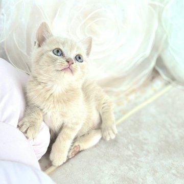 ブリティッシュショートヘア【千葉県・男の子・2025年8月21日・クリーム（短毛）】の写真「おしゃべりな可愛い甘えん坊10/19以降お引き渡可」