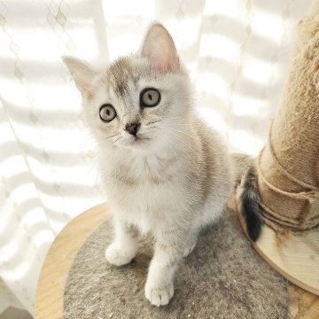 ブリティッシュショートヘア【千葉県・男の子・2025年9月4日・シルバー（短毛）】の写真「受付停止中です」