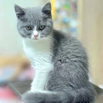 ブリティッシュショートヘア【千葉県・女の子・2025年4月18日・ブルーホワイト（ママ似の少し長めふわふわです）】の写真「いったん受付中止します」