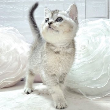 ブリティッシュショートヘア【千葉県・男の子・2025年9月4日・シルバー（短毛）】の写真「まん丸お目目が可愛い男の子👦」