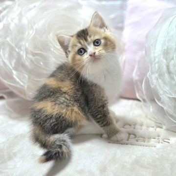 ブリティッシュショートヘア【千葉県・女の子・2025年9月4日・キャリコ（短毛）】の写真「幸せを導いてくれる三毛✨右手がポイント✨」