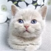 ブリティッシュショートヘア