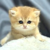 ブリティッシュショートヘア
