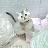 ブリティッシュショートヘア