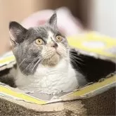 ブリティッシュショートヘア