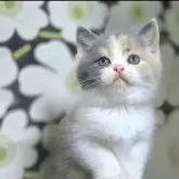 ブリティッシュショートヘア