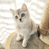 ブリティッシュショートヘア