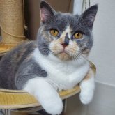 ブリティッシュショートヘア