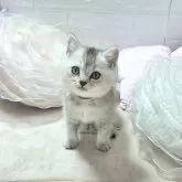 ブリティッシュショートヘア