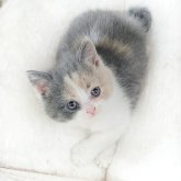 ブリティッシュショートヘア