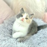 ブリティッシュショートヘア