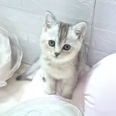 ブリティッシュショートヘア【千葉県・男の子・2025年9月4日・シルバー】の写真2「うっすらゴールデンがかって優しいシルバーカラーです✨」