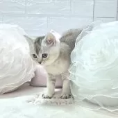 ブリティッシュショートヘア【千葉県・男の子・2025年9月4日・シルバー】の写真6