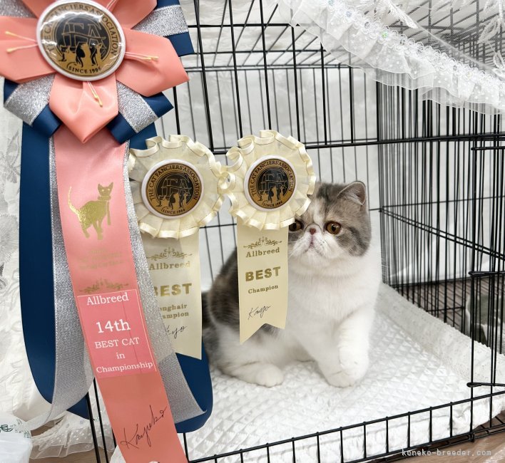 キャットショーで活躍中の子が多数おります😊｜小柴　萌絵(こしば　もえ)ブリーダー(千葉県・エキゾチックショートヘアなど・CFA/KCP登録)の紹介写真2