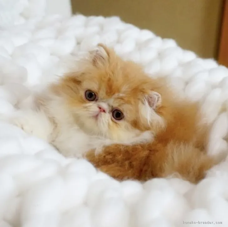 ID:2309-01410の子猫