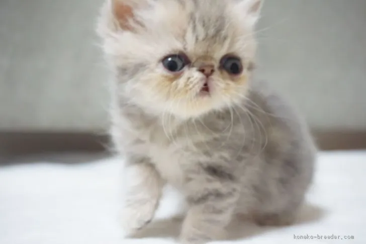 ID：1906-01217の子猫