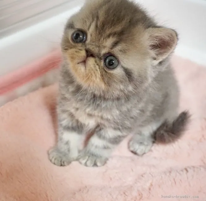 ID:2009-00209の子猫