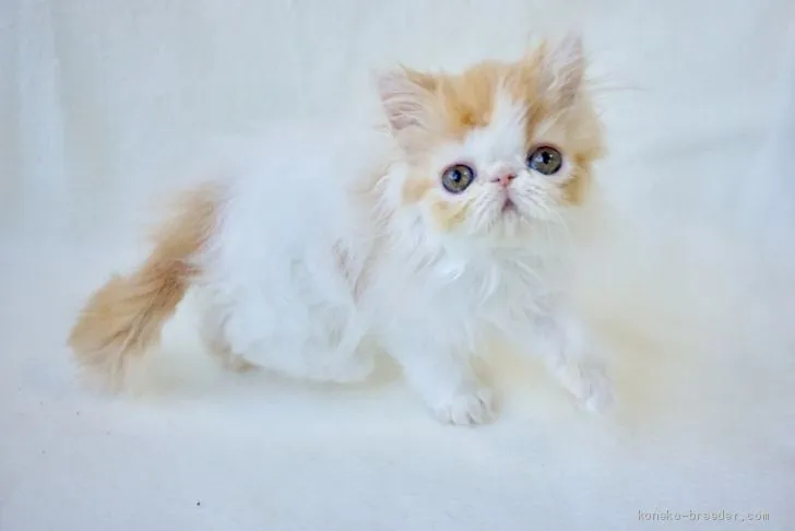 ちる 様のお迎えした子猫