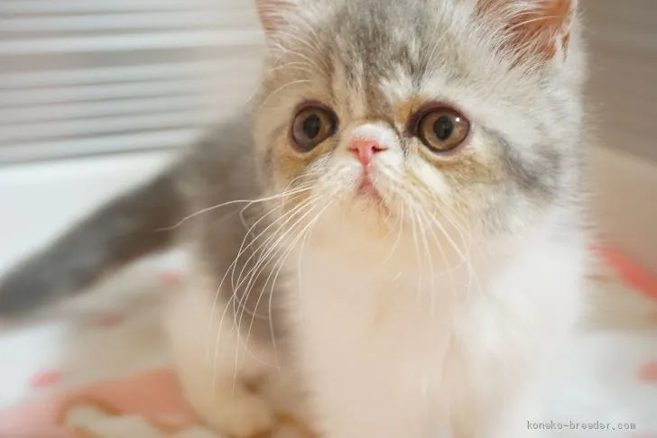 ID:2008-00697の子猫