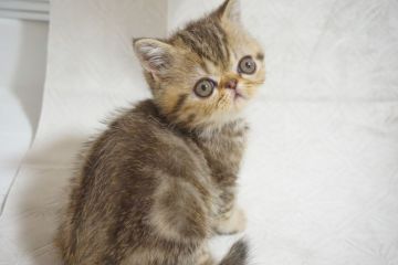 エキゾチックショートヘア【千葉県・男の子・2020年8月1日・ブラウンタビー】の写真「人懐っこいぼく！」