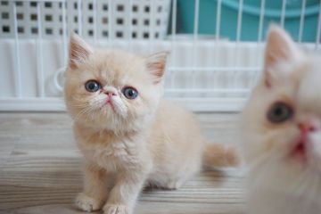 エキゾチックショートヘア【千葉県・男の子・2019年4月20日・クリームタビー】の写真「タレ目が可愛い男の子！」
