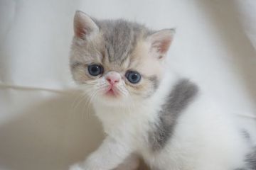 エキゾチックショートヘア【千葉県・男の子・2019年9月13日・ブルータビー&ホワイト】の写真「可愛いおとこのこです！」