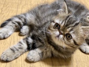 エキゾチックショートヘア【千葉県・男の子・2020年8月1日・ブラウンタビー】の写真「甘えん坊なおとこのこ！」