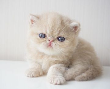 エキゾチックショートヘア【千葉県・男の子・2019年6月13日・クリームタビー】の写真「むちころボディ！タレ目で可愛いお顔です。」